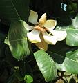 Magnolia-BirrGarden-CN