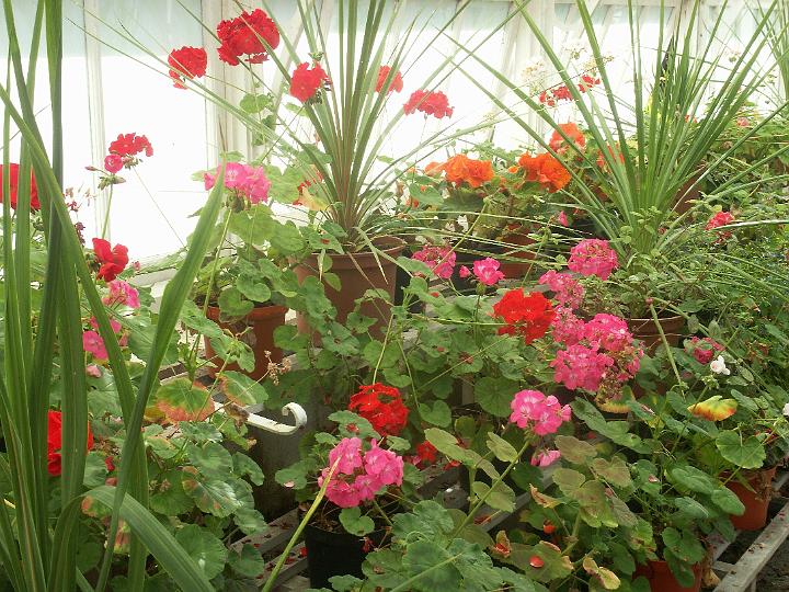 BirrCastle0875-MD.JPG - Birr Castle grounds - in the greenhouse (MD)