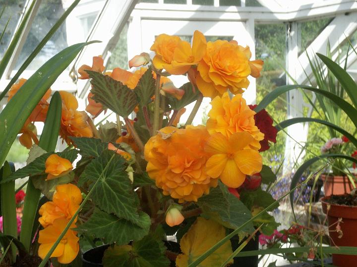 BirrCastle0876-MD.JPG - Begonia in the greenhouse (MD)